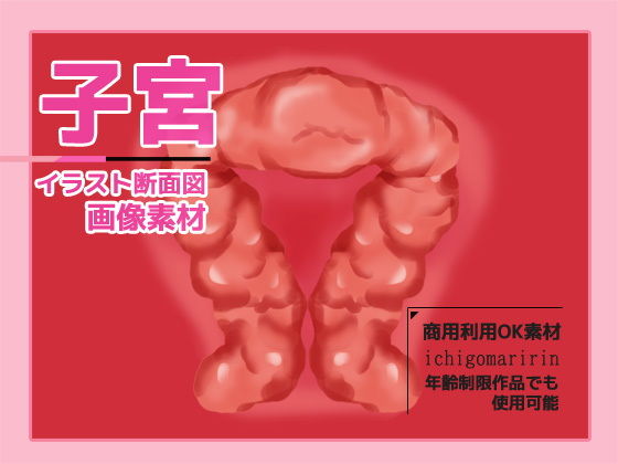 子宮(斷面圖)插圖素材~商用成人利用OK的著作權免費素材